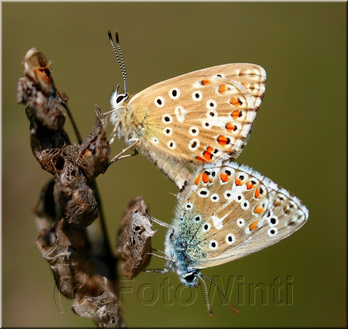 Polyommatus bellargus.JPG