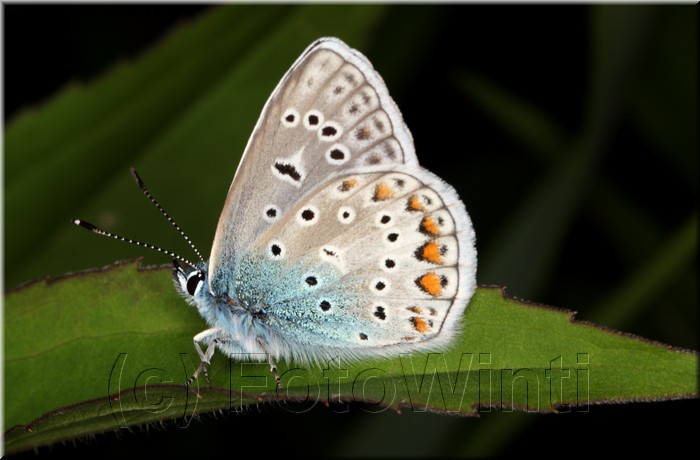 Polyommatus bellargus2.JPG