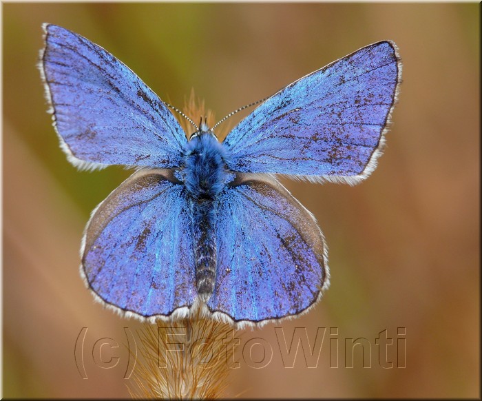 Polyommatus icarus.jpg