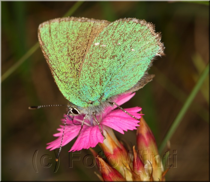 callophrys rubi.JPG