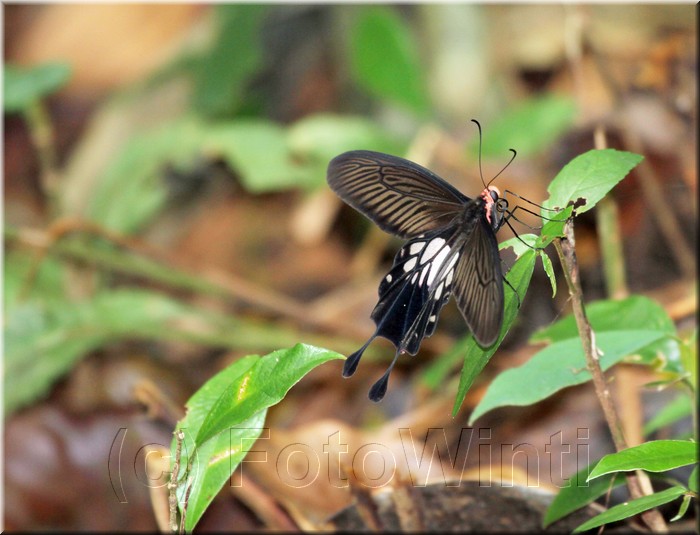 Atrophaneura adamsoni 1.JPG