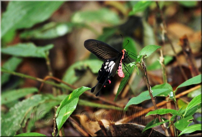 Atrophaneura adamsoni 2.JPG