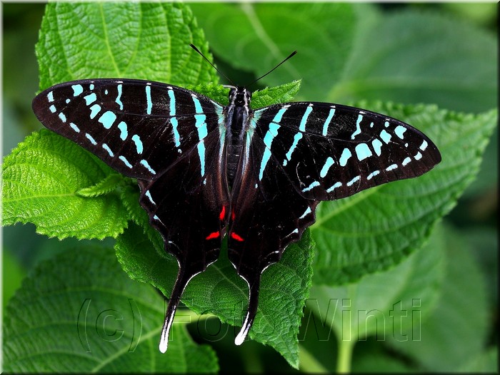 Graphium Colona.JPG