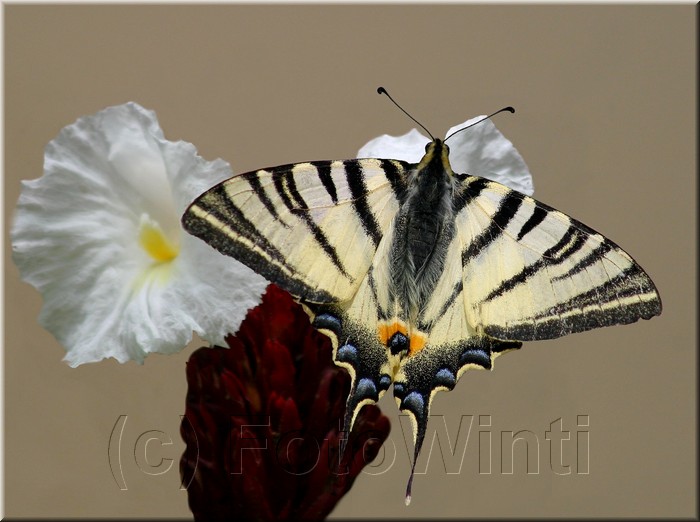 Iphiclides podalirius.jpg