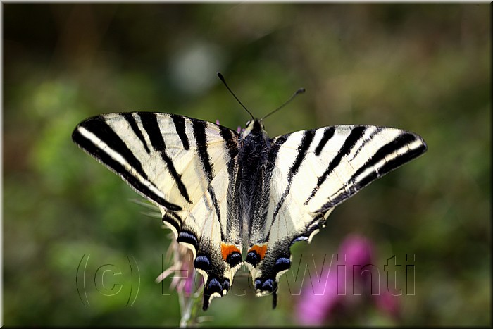 Iphiclides podalirius2.JPG