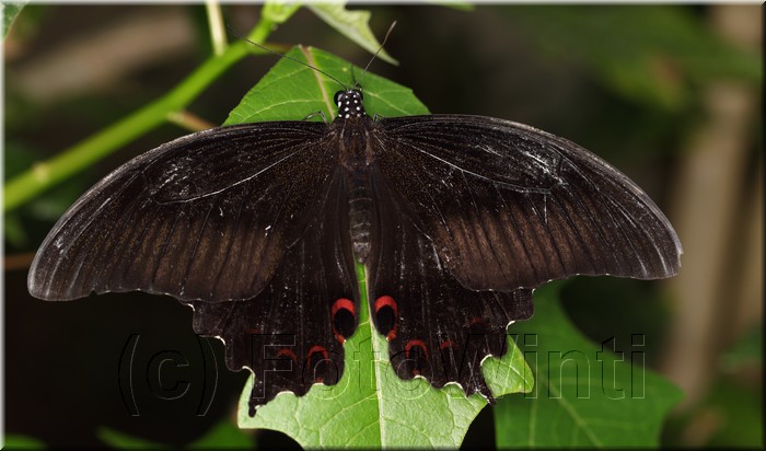 Papilio Princeps helenus helenus.JPG