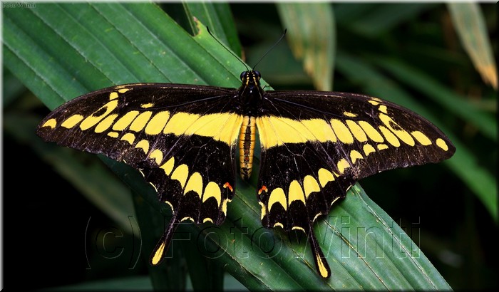 Papilio Thoas.JPG