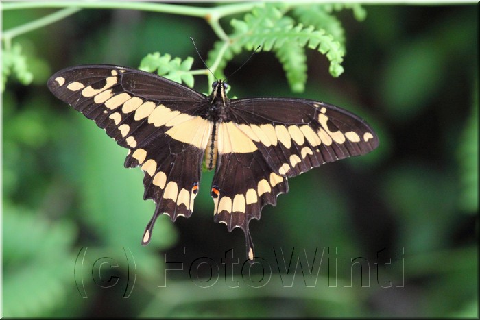 Papilio Thoas2.JPG