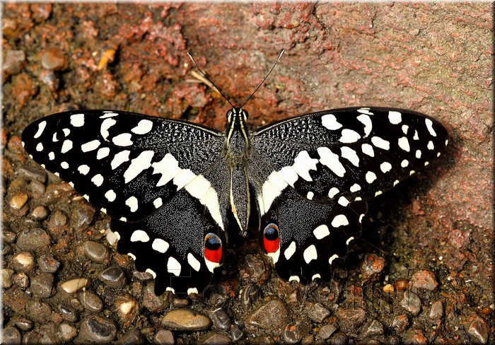 Papilio demoleus.JPG