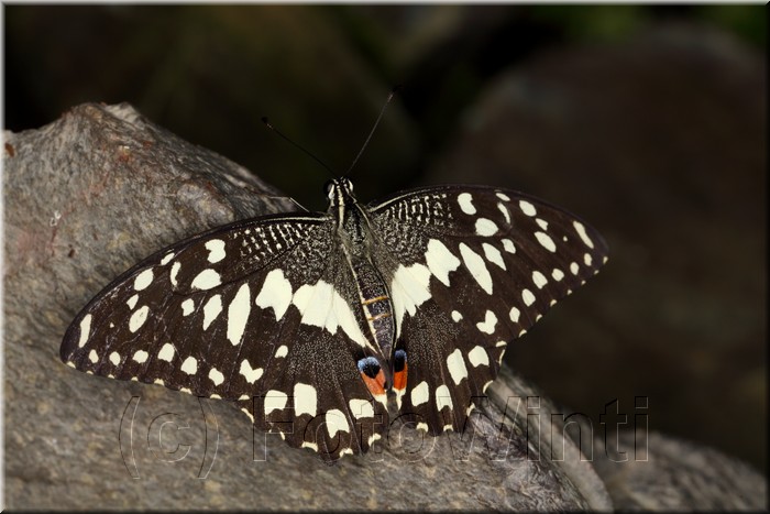 Papilio demoleus2.JPG