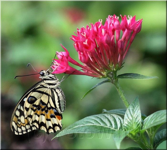 Papilio demoleus4.JPG