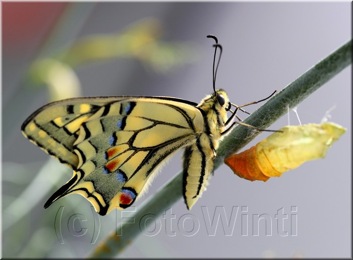 Papilio machaon 3.JPG