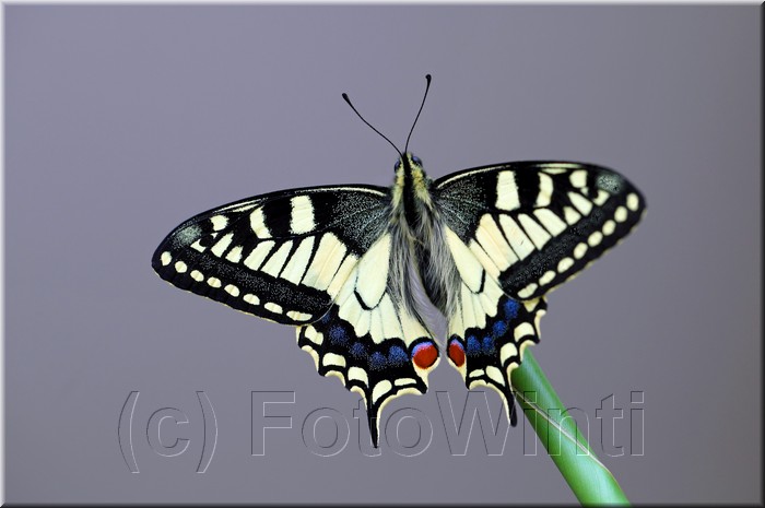 Papilio machaon 4.JPG