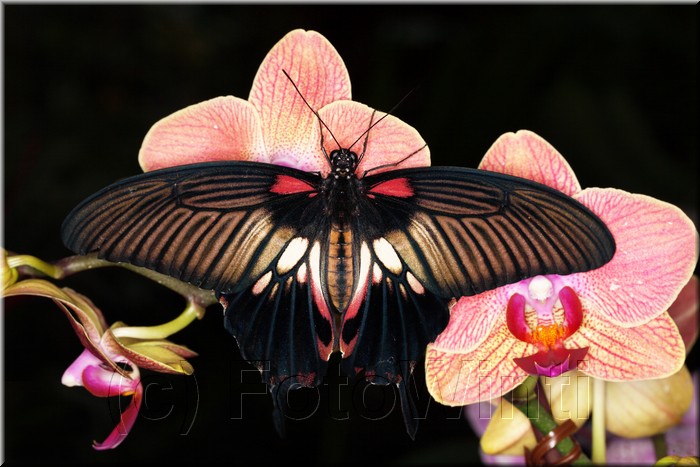 Papilio memnon.JPG