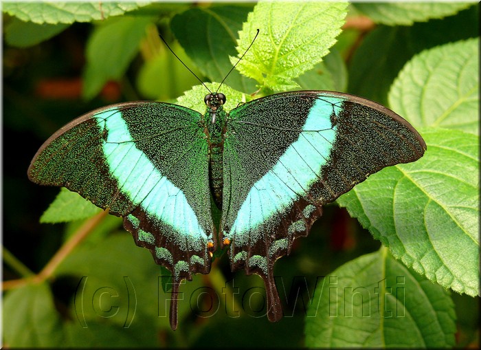 Papilio palinurus.JPG