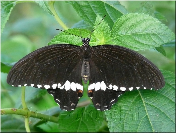 Papilio polytes romulus 2.jpg