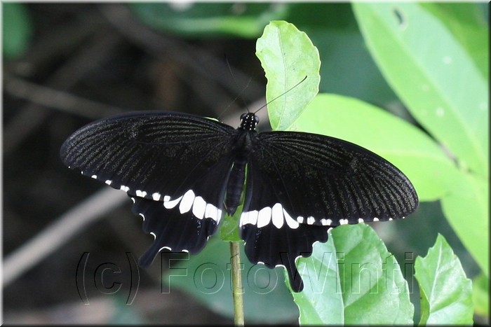 Papilio polytes romulus 3.jpg