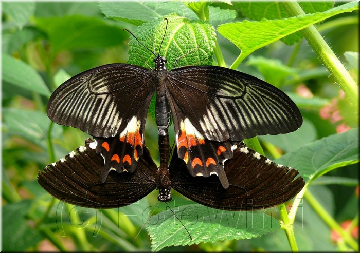 Papilio polytes romulus.jpg