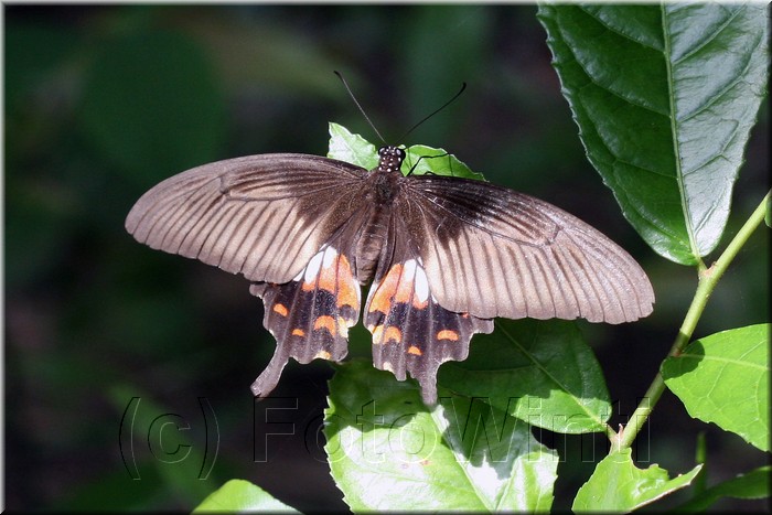 Papilio polytes romulus3.jpg