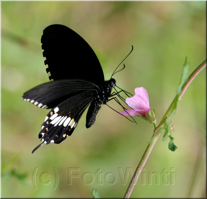 Papilio polytes romulus4.JPG