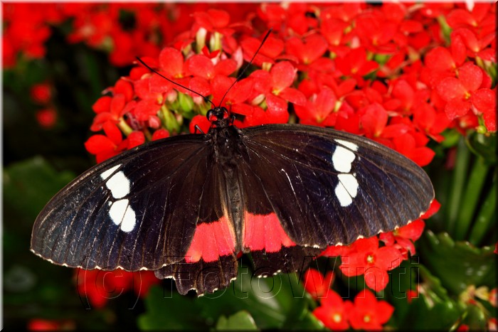 Parides iphidamus.JPG