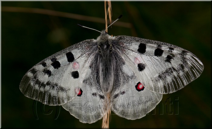 Parnassius Apollo 4.jpg