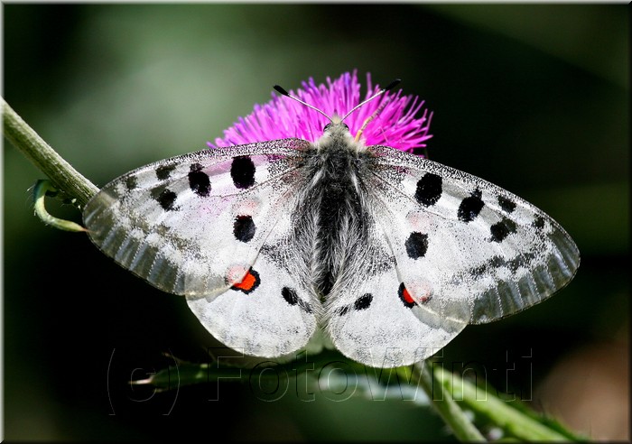 Parnassius apollo 2.JPG