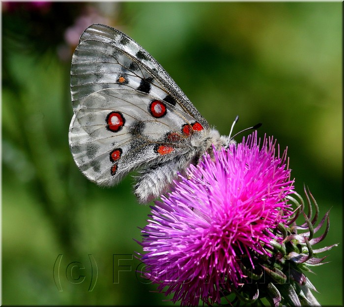 Parnassius apollo.JPG