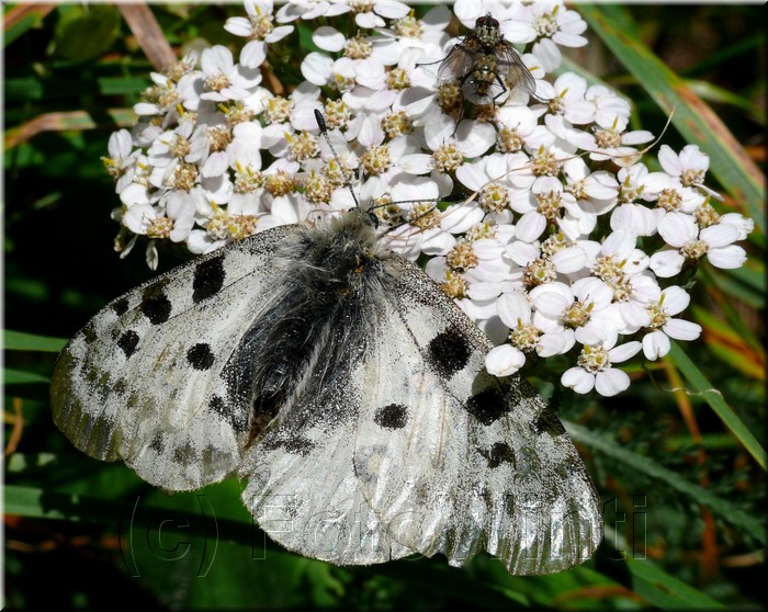 Parnassius mnemosyne.jpg