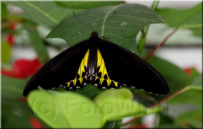 Troides helena cerberus.JPG