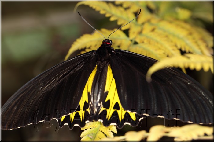 Troides helena cerberus2.JPG