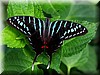 Graphium Colona.JPG