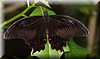 Papilio Princeps helenus helenus.JPG