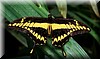 Papilio Thoas.JPG