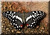 Papilio demoleus.JPG