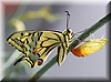 Papilio machaon 3.JPG