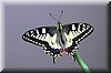 Papilio machaon 4.JPG