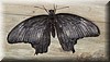 Papilio memnon2.JPG