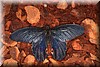 Papilio memnon3.JPG