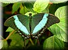 Papilio palinurus.JPG