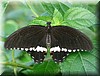 Papilio polytes romulus 2.jpg