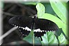 Papilio polytes romulus 3.jpg