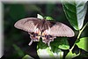 Papilio polytes romulus3.jpg