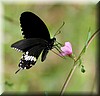 Papilio polytes romulus4.JPG