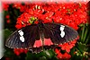 Parides iphidamus.JPG