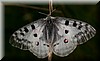 Parnassius Apollo 4.jpg