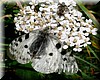 Parnassius mnemosyne.jpg