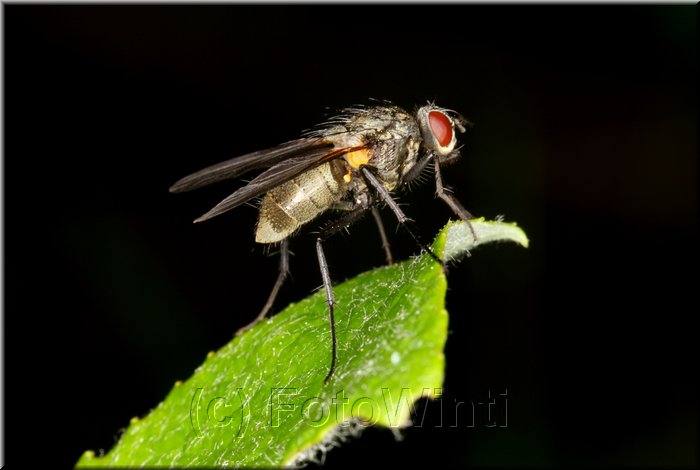 Coenosia tigrina.JPG