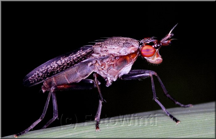 Coremacera marginata 2.jpg