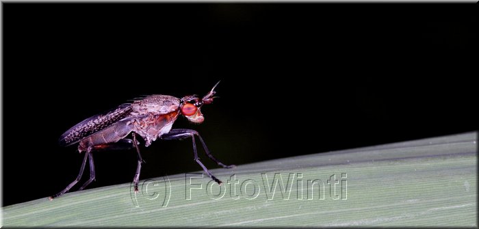 Coremacera marginata.JPG